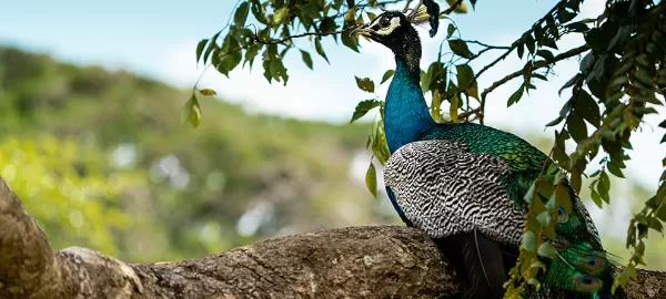 KARNALA BIRD SANCTUARY